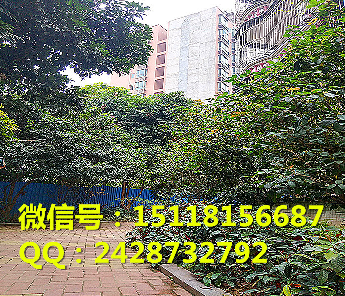 深圳小产权房